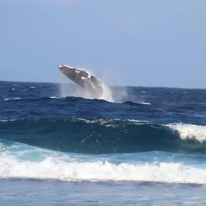 Frühstückspension Tifaifai Et Cafe Huahine, Fare